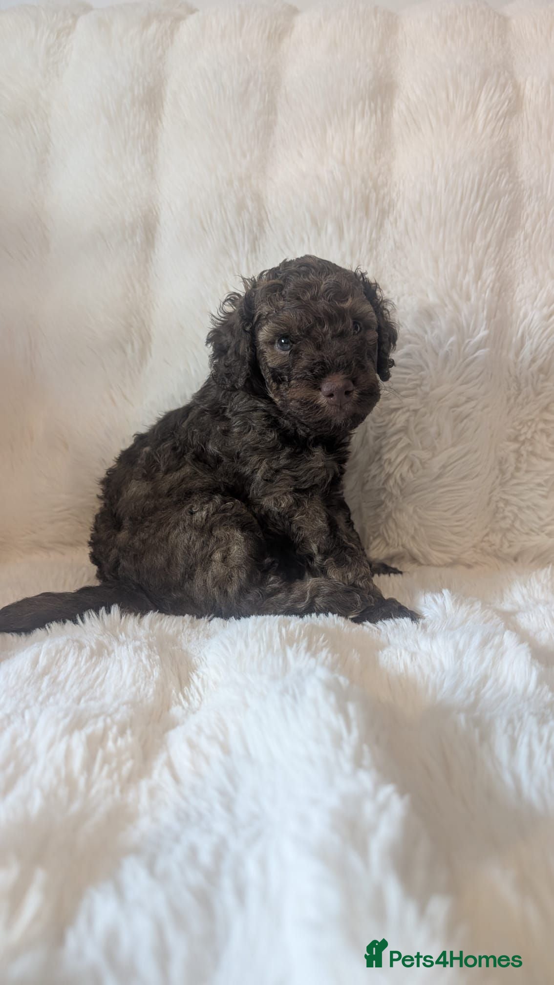 Cavapoo dogs RARE CHOCOLATE CÀVAPOOs - Advert 1
