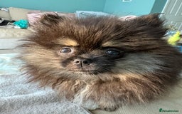 Pomeranian dogs for sale: Bear the tiny Pomeranian  - Image 3