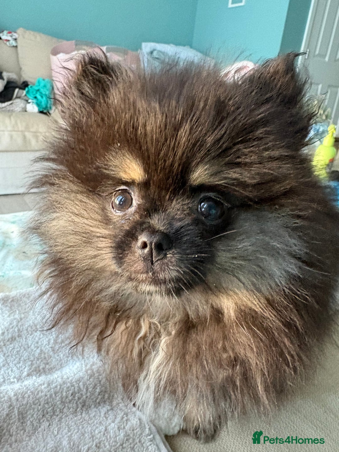 Pomeranian dogs for sale: Bear the tiny Pomeranian  - Image 3