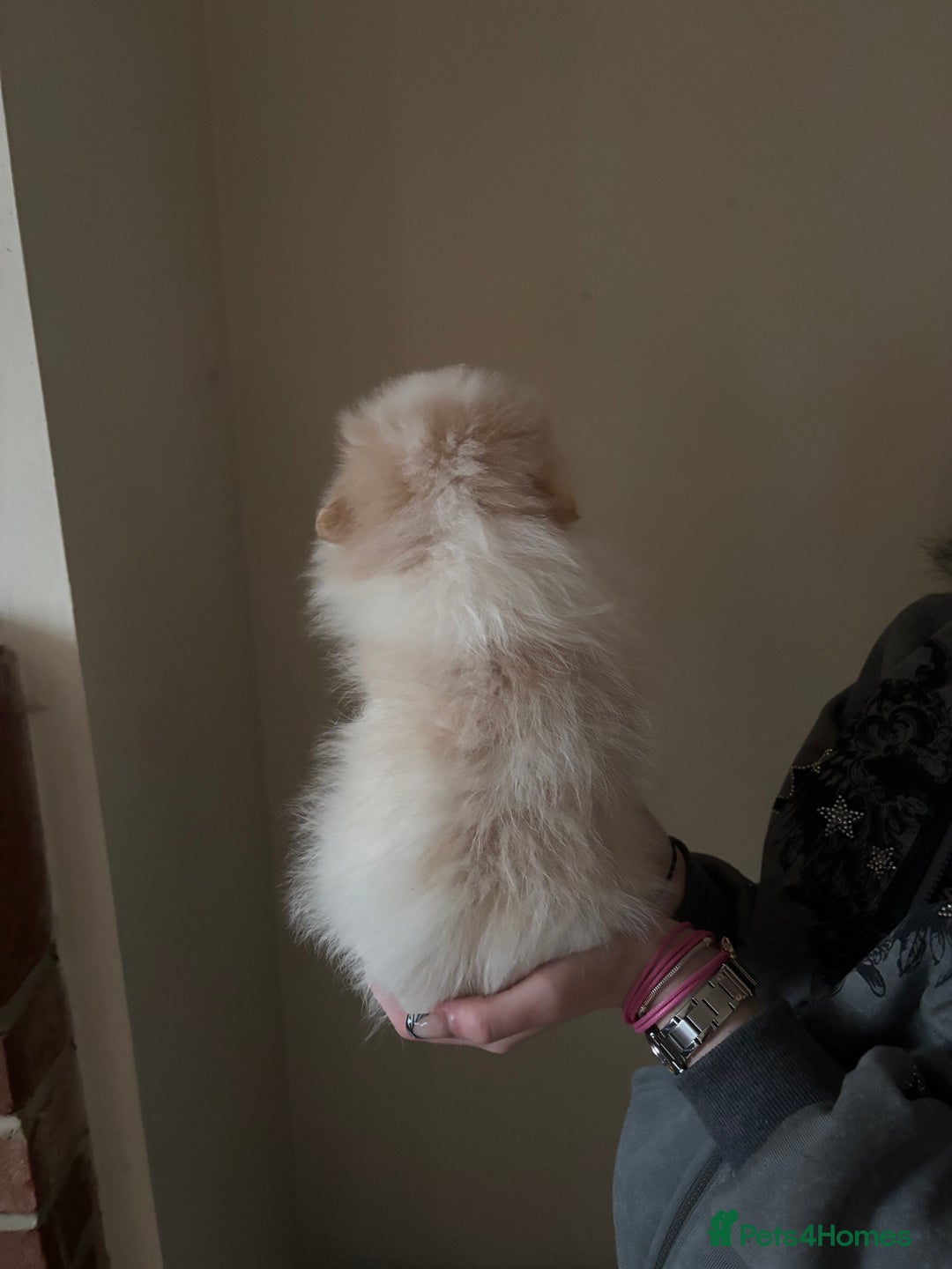 Pomeranian dogs for sale: Cute fluffy Pomeranian puppies for sale - Advert 15