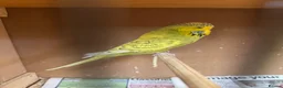 Budgerigars birds for sale: Budgies  in Brierley Hill - Advert 2