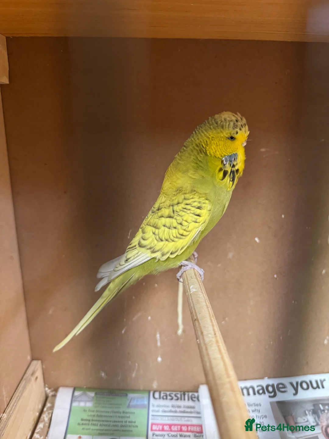 Budgerigars birds for sale: Budgies  in Brierley Hill - Advert 2