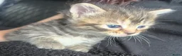 Mixed Breed cats for sale: Beautiful female grey tabby kittens - Advert 2