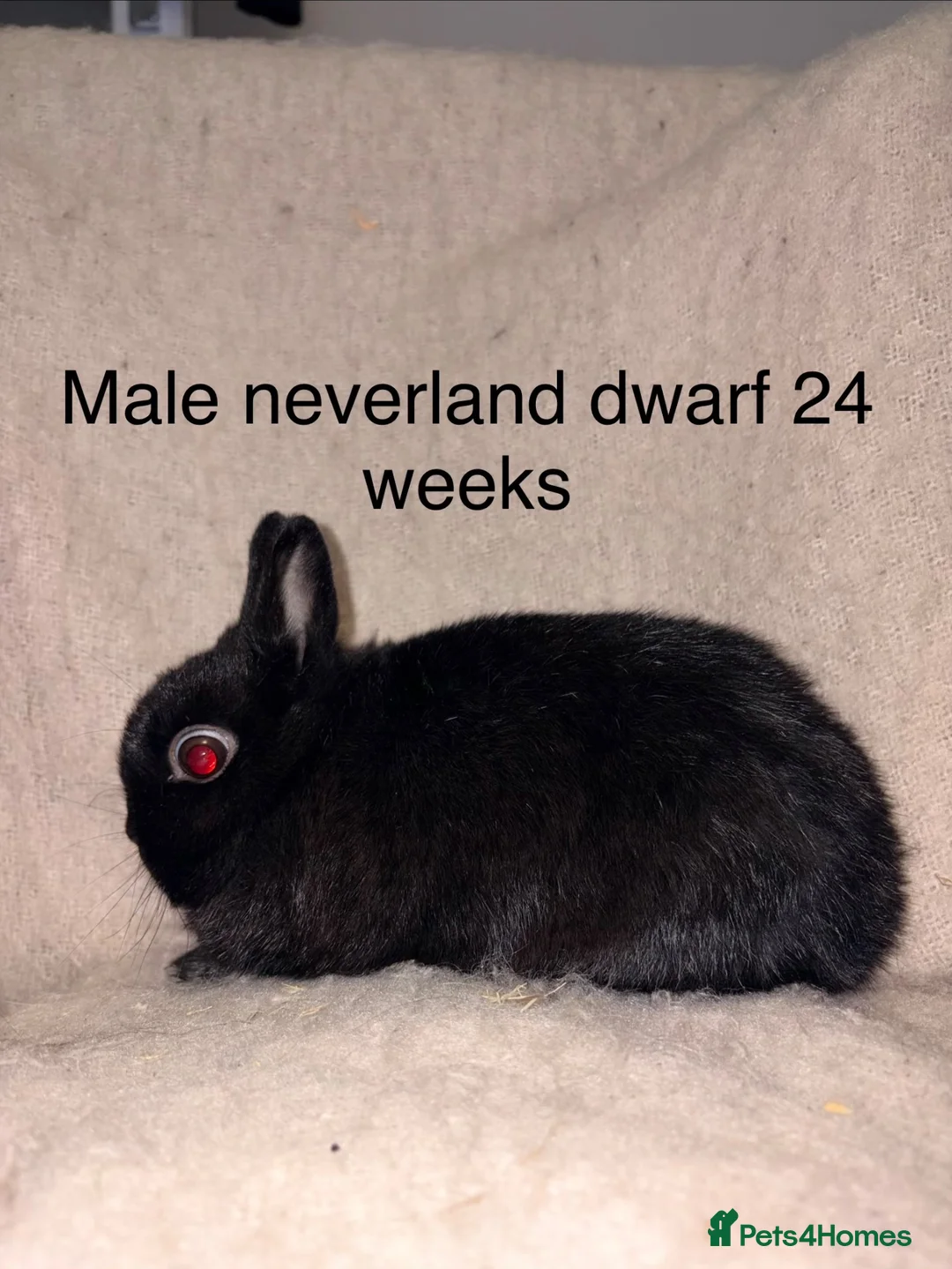 Mixed Breed rabbits for sale: 3 male rabbits please read the add for information - Advert 1