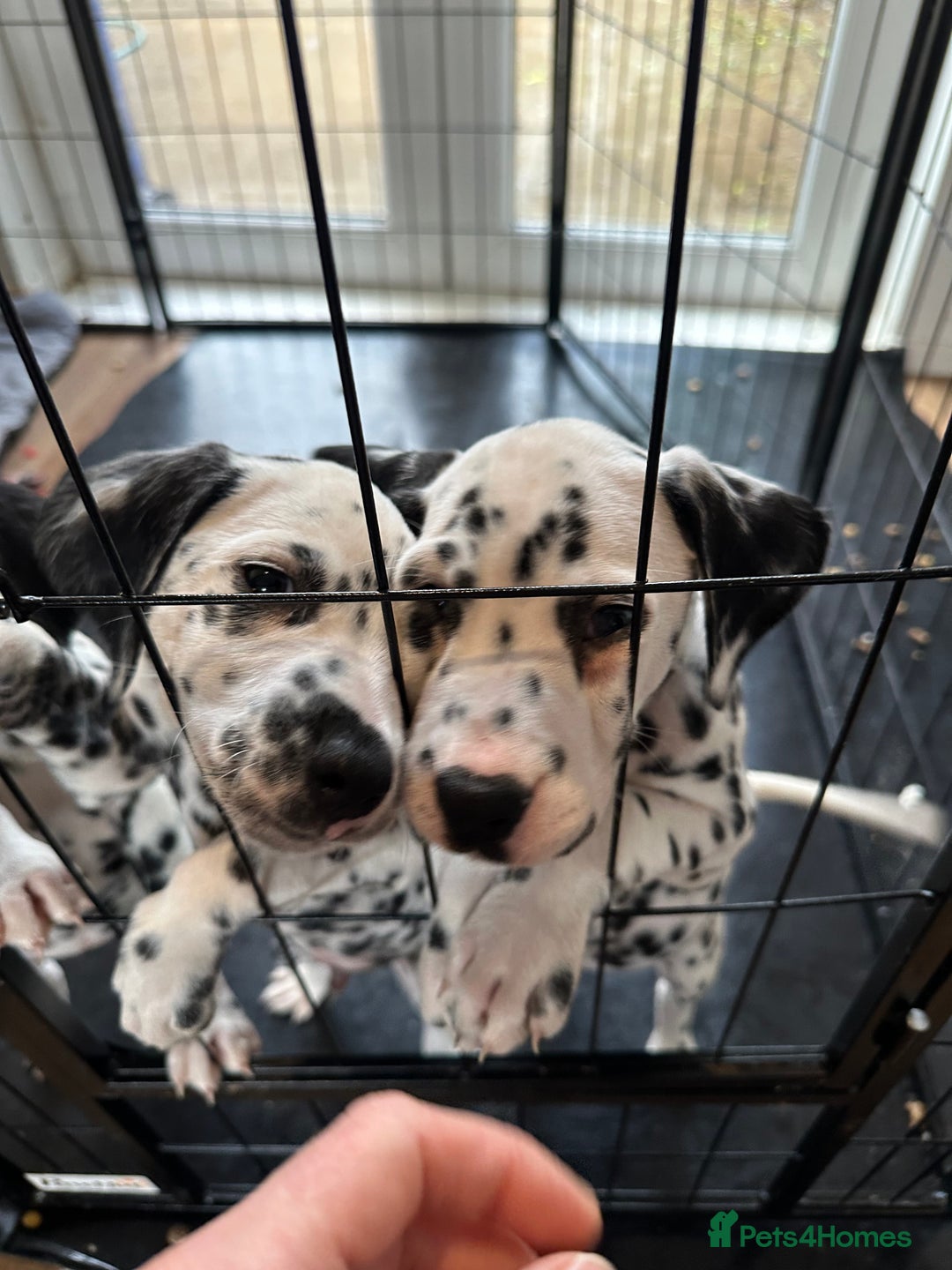 Dalmatian dogs for sale: Dalmatian boys 2 stunning boys left - Advert 19