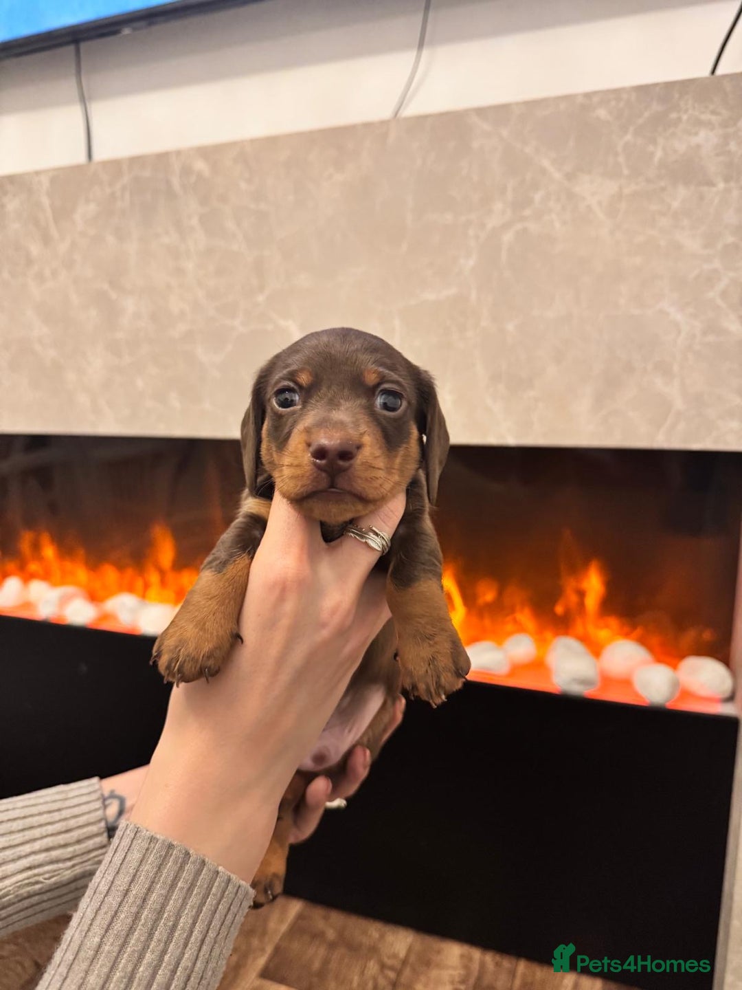 Miniature Dachshund dogs for sale: 2 chocolate miniature dachshund puppies  - Advert 6