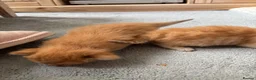 Mixed Breed cats for sale: Cute mixed breed kittens in Sheffield - Advert 14