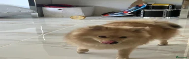 Mixed Breed 1