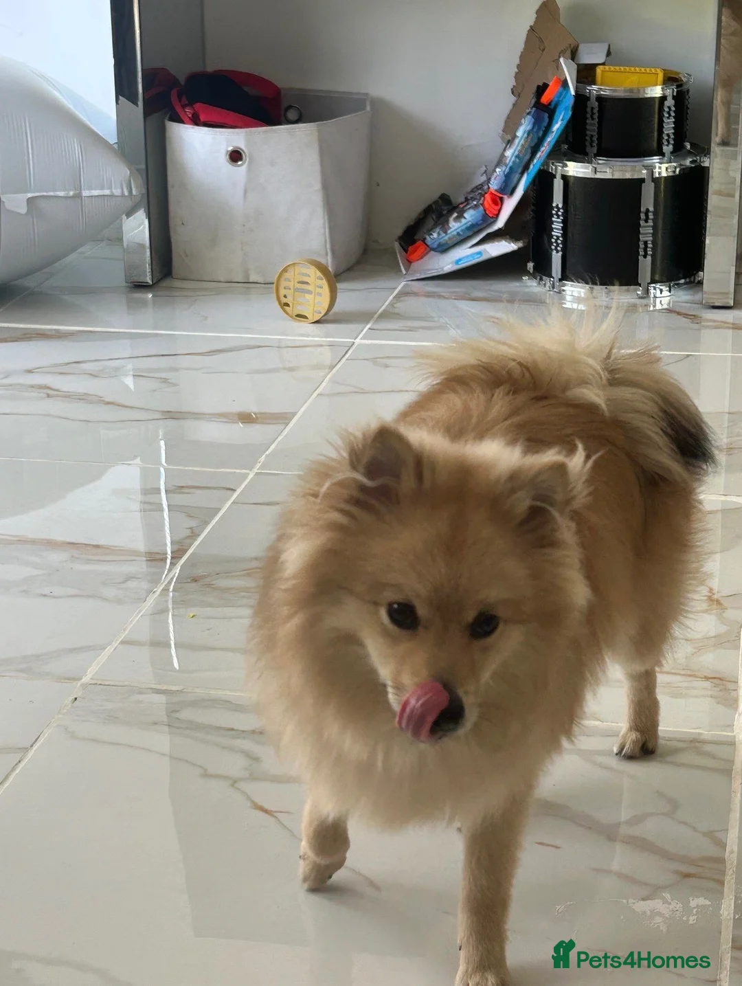 Mixed Breed dogs for sale: Pom/german spitz in Manchester - Advert 3