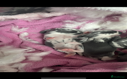 French Lop rabbits for sale: Giant French lop rabbits  - Image 22