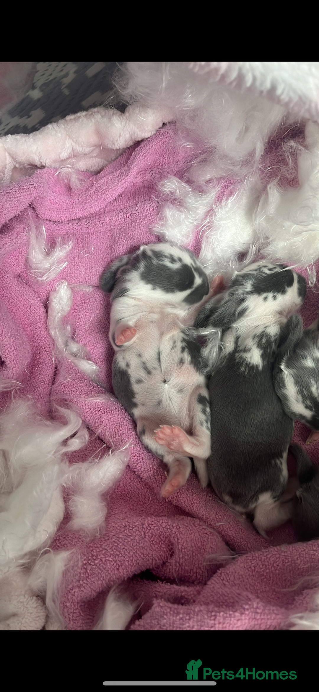 French Lop rabbits for sale: Giant French lop rabbits  - Image 22