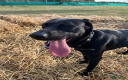 Mixed Breed dogs for sale: 1 year old black female black Labrador mix  - Image 20