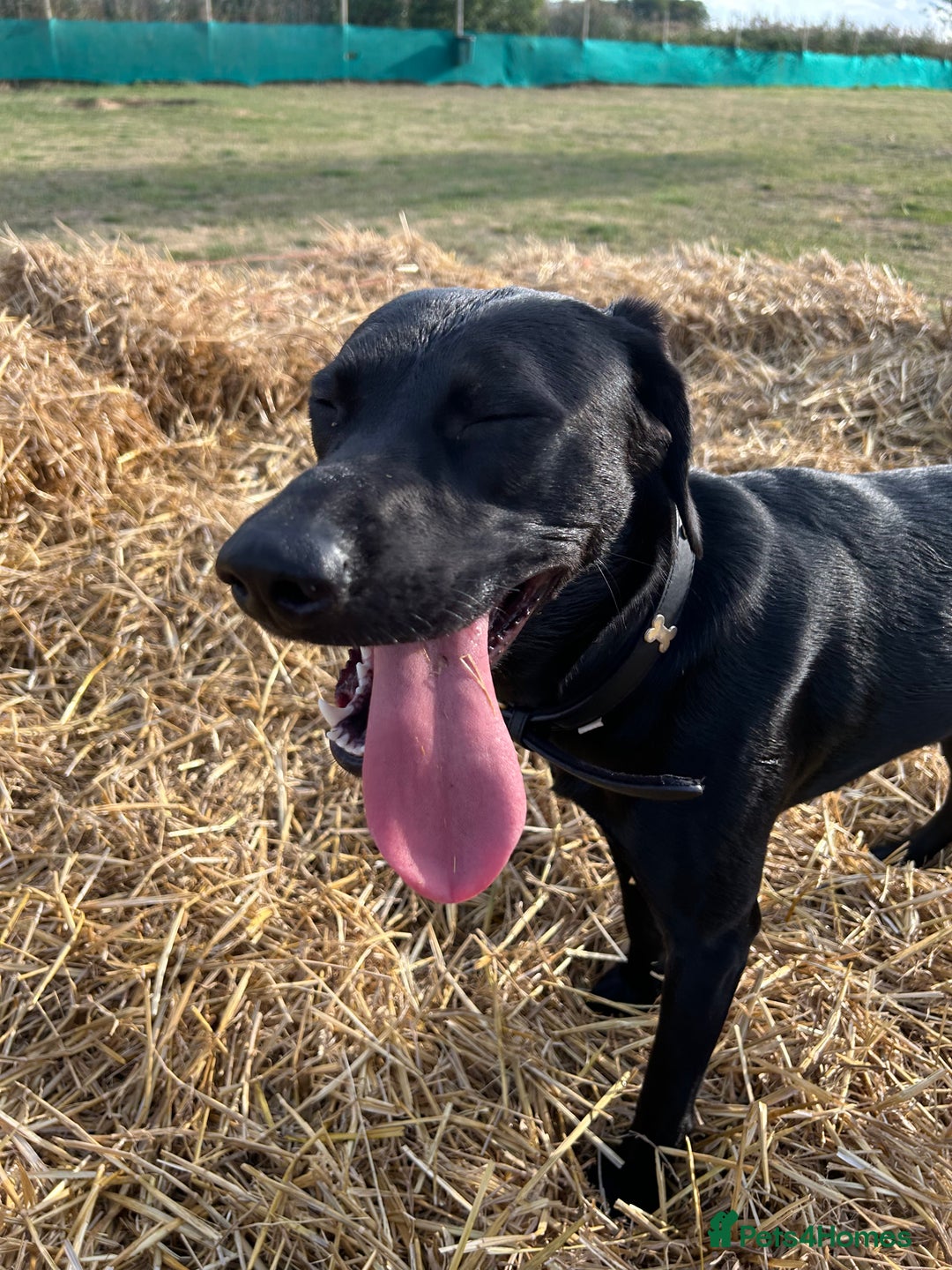 Mixed Breed dogs for sale: 1 year old black female black Labrador mix  - Image 20