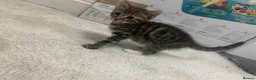 Mixed Breed cats for sale: Beautiful Baby Girl kittens - Advert 17
