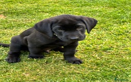 Labrador Retriever dogs for sale: Black Labrador Retriever - Image 10