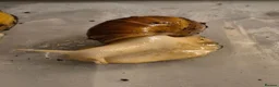 Snails invertebrates for sale: Baby Giant African land snail with temp. set up  - Advert 9