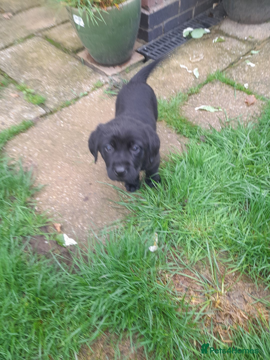 Labrador Retriever dogs for sale: Black labrador puppies - Image 9