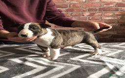 English Bull Terrier dogs for sale: Kcregd English bull terrier puppies  - Image 4
