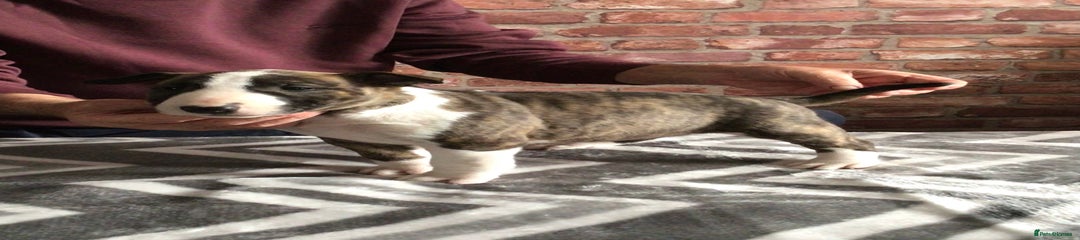 English Bull Terrier Puppy 6