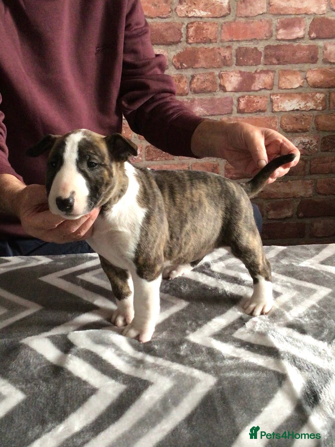 English Bull Terrier dogs for sale: Kcregd English bull terrier puppies  - Image 4