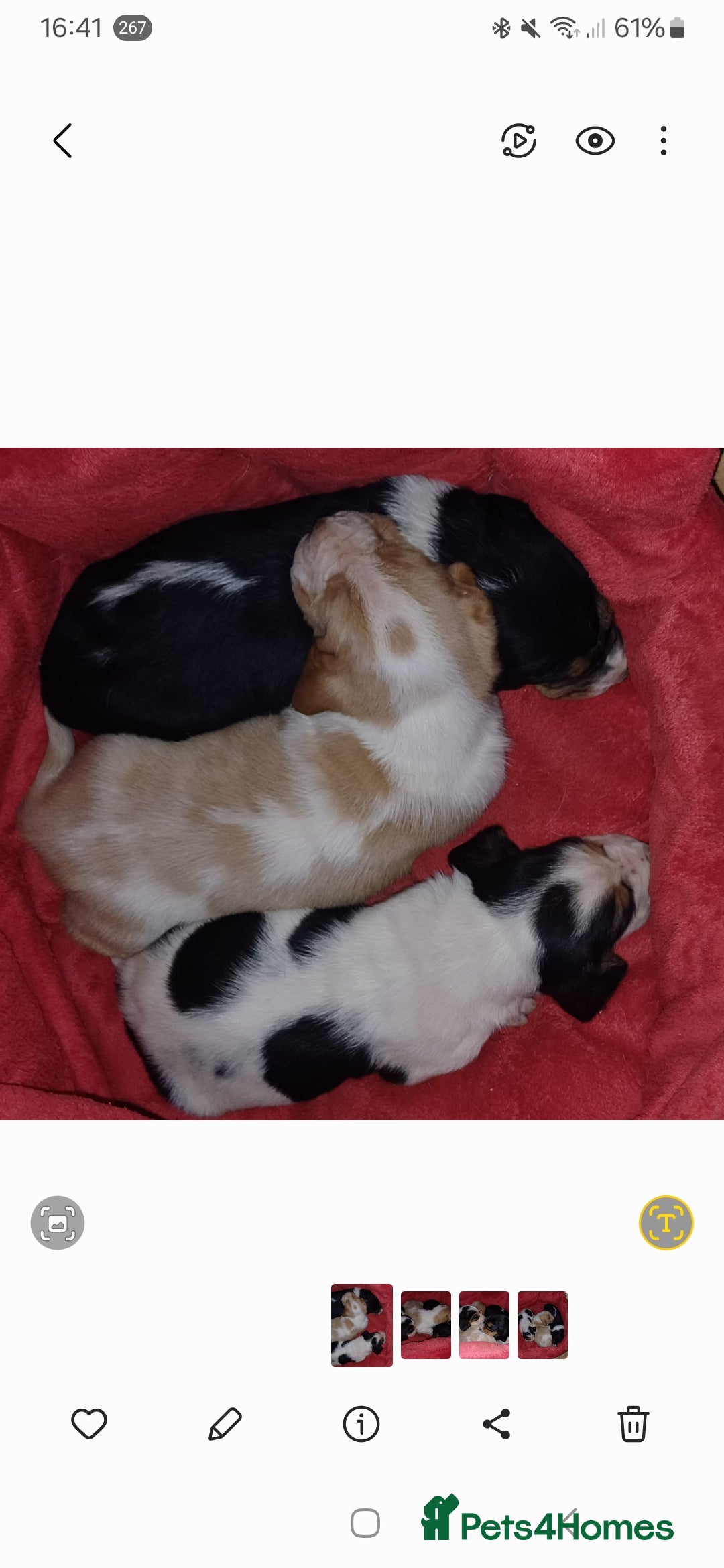 Basset Hound dogs for sale: Basset hound puppies - Advert 3