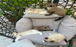 Ragdoll cats for sale: Rare European Chunky ragdolls - Image 1