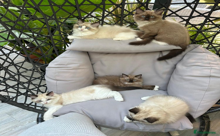 Ragdoll cats - Advert 10