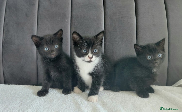 Mixed Breed cats - Advert 6