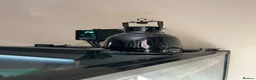 Gecko reptiles for sale: Gargoyle gecko in Stoke-on-Trent - Advert 13