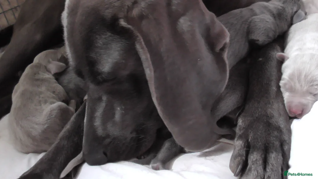 Weimaraner dogs for sale: As on TV: KC Reg Working Weim BLUE and SILVER - Advert 2