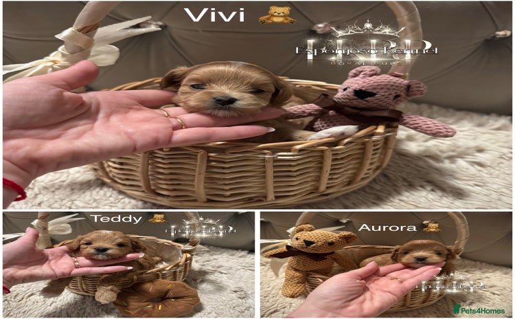 Maltipoo dogs - Advert 1
