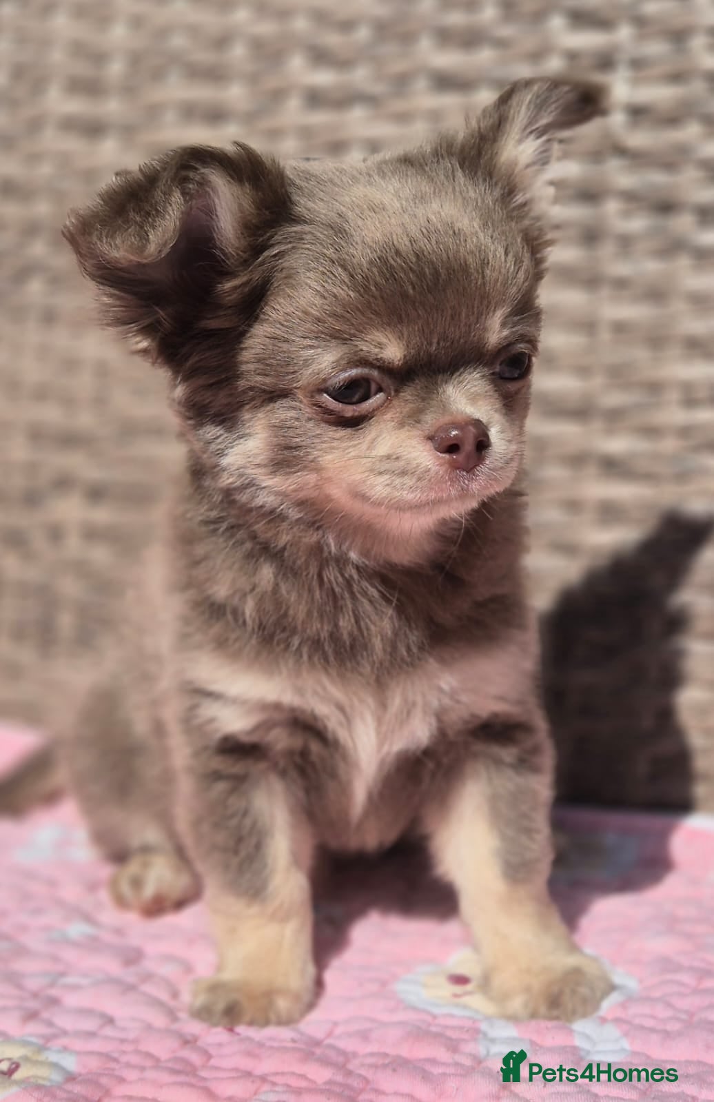 Chihuahua dogs Amazing Longcoat Chihuahua Puppies. READY NOW - Advert 1