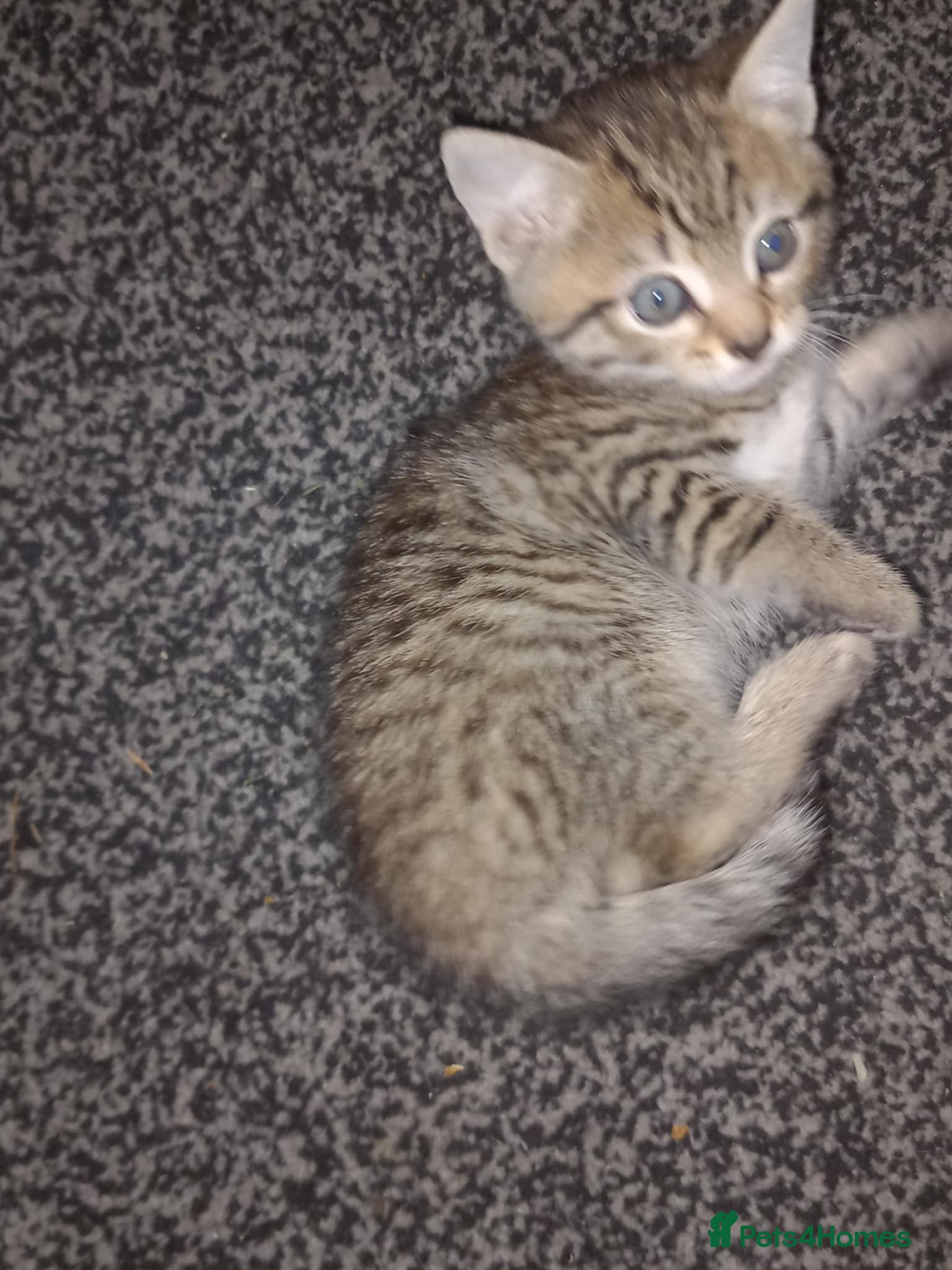 Mixed Breed cats Boy kitten for sale  - Advert 1
