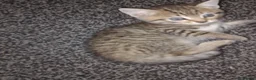 Mixed Breed cats for sale: Boy kitten for sale  - Advert 1