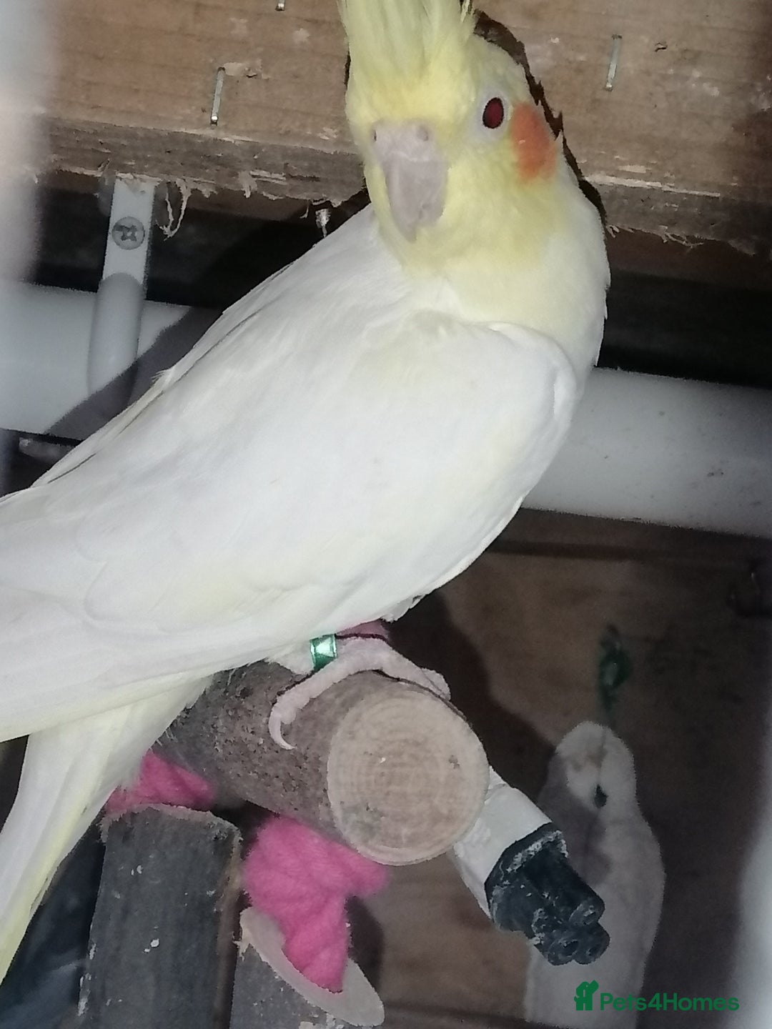 Cockatiels birds for sale: Range Of Cockatiels *read description - Image 18