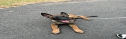 Belgian Shepherd Dog dogs for sale: World Champion Sired Puppies  - Advert 4