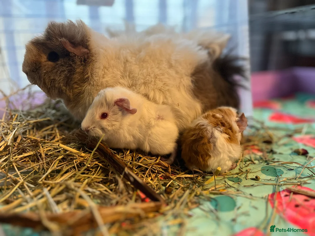 Guinea Pig rodents for sale: X3 sow guinea pigs looking for homes  - Advert 2