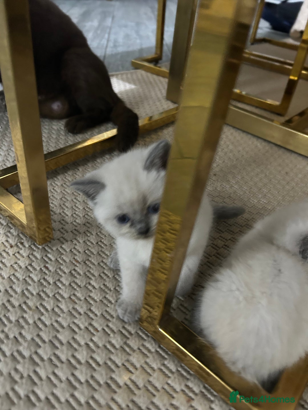 British Shorthair cats for sale: British short hair/british longhair - Image 8