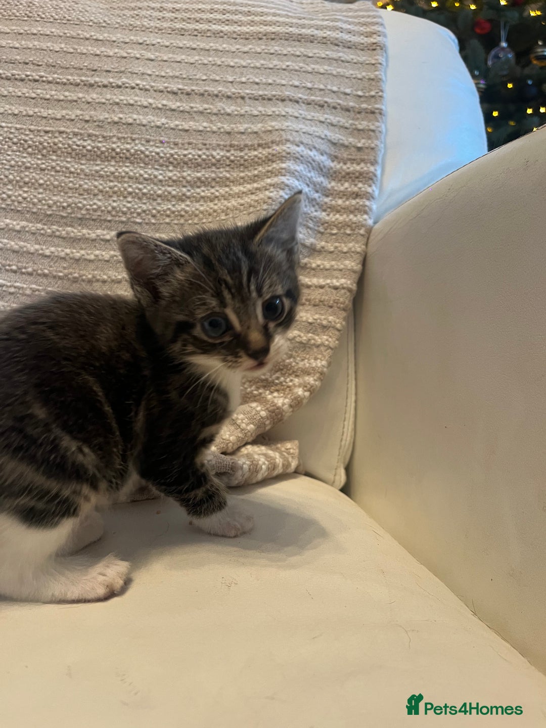 Mixed Breed cats for sale: 3 Beutiful babies  - Advert 21