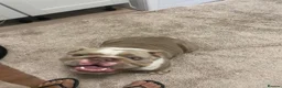 English Bulldog dogs for sale: Two female English Bulldog - Advert 8