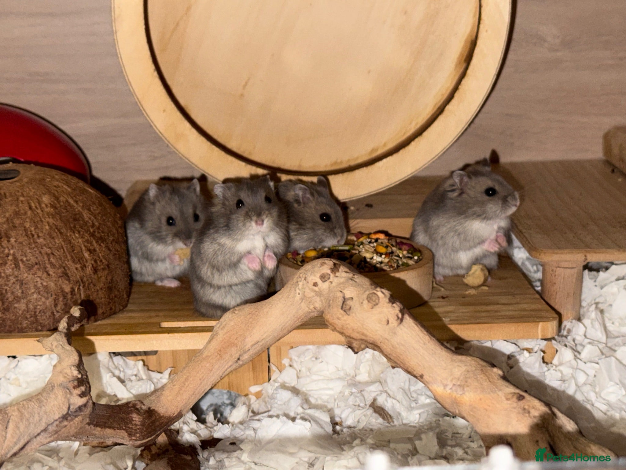 Hamster rodents Baby dwarf hamsters - Advert 9
