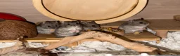 Hamster rodents for sale: Baby dwarf hamsters - Advert 1