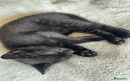 Korat cats for sale: Beautiful black kittens  - Image 3