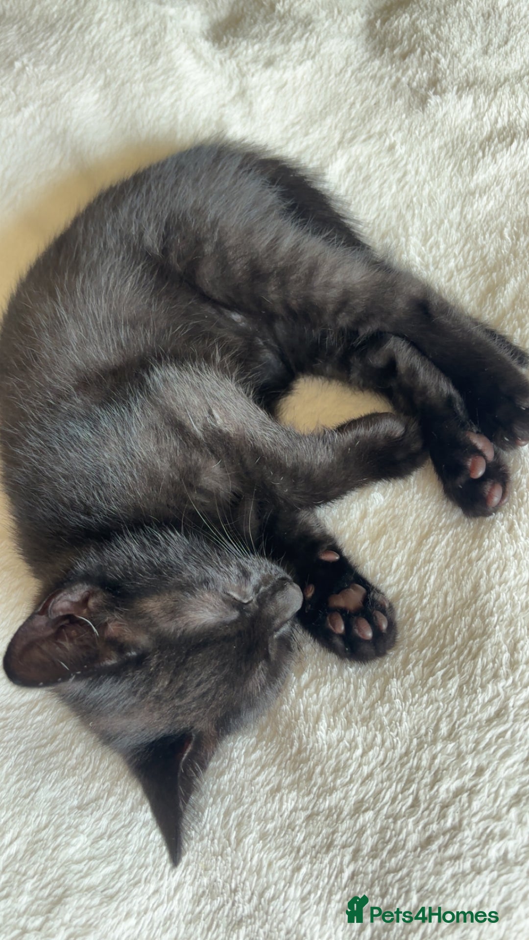 Korat cats for sale: Beautiful black kittens  - Image 3