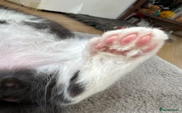 Maine Coon cats for sale: TICA registered large MaineCoon polydactyl kittens - Image 27