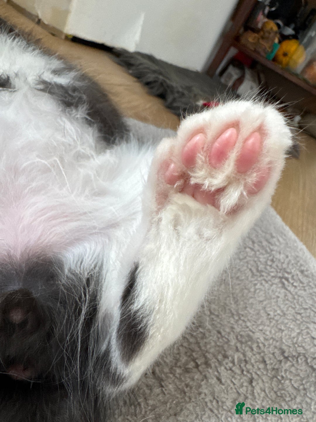 Maine Coon cats for sale: TICA registered large MaineCoon polydactyl kittens - Image 27