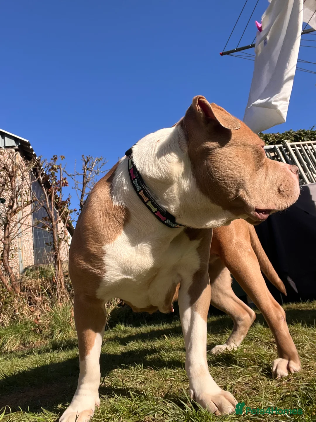 American Bully dogs for sale: Finesse  - Advert 4