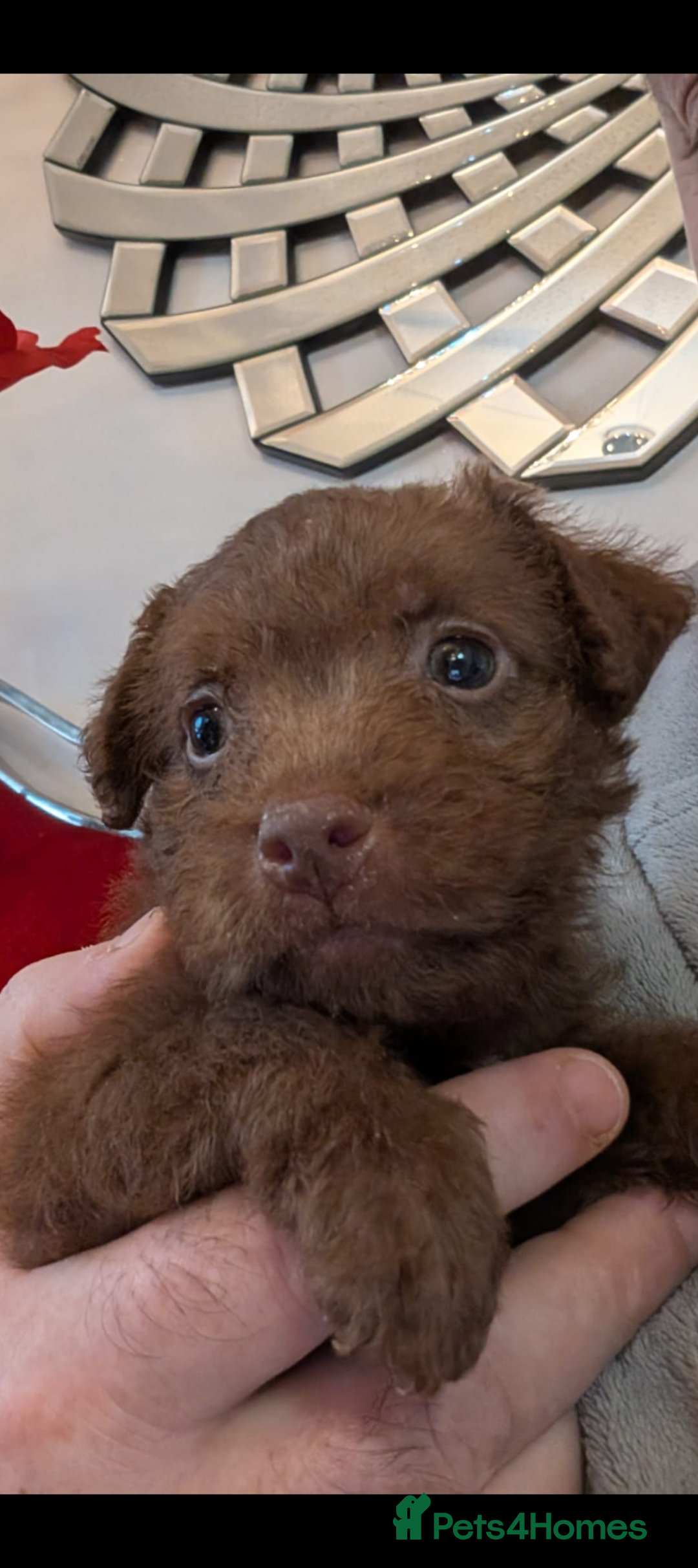 Patterdale Terrier dogs for sale: Pepsi 💩 Poo Needs a New Forever Home  - Advert 3