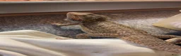 Bearded Dragon reptiles for sale: Female bearded dragon  - Advert 3