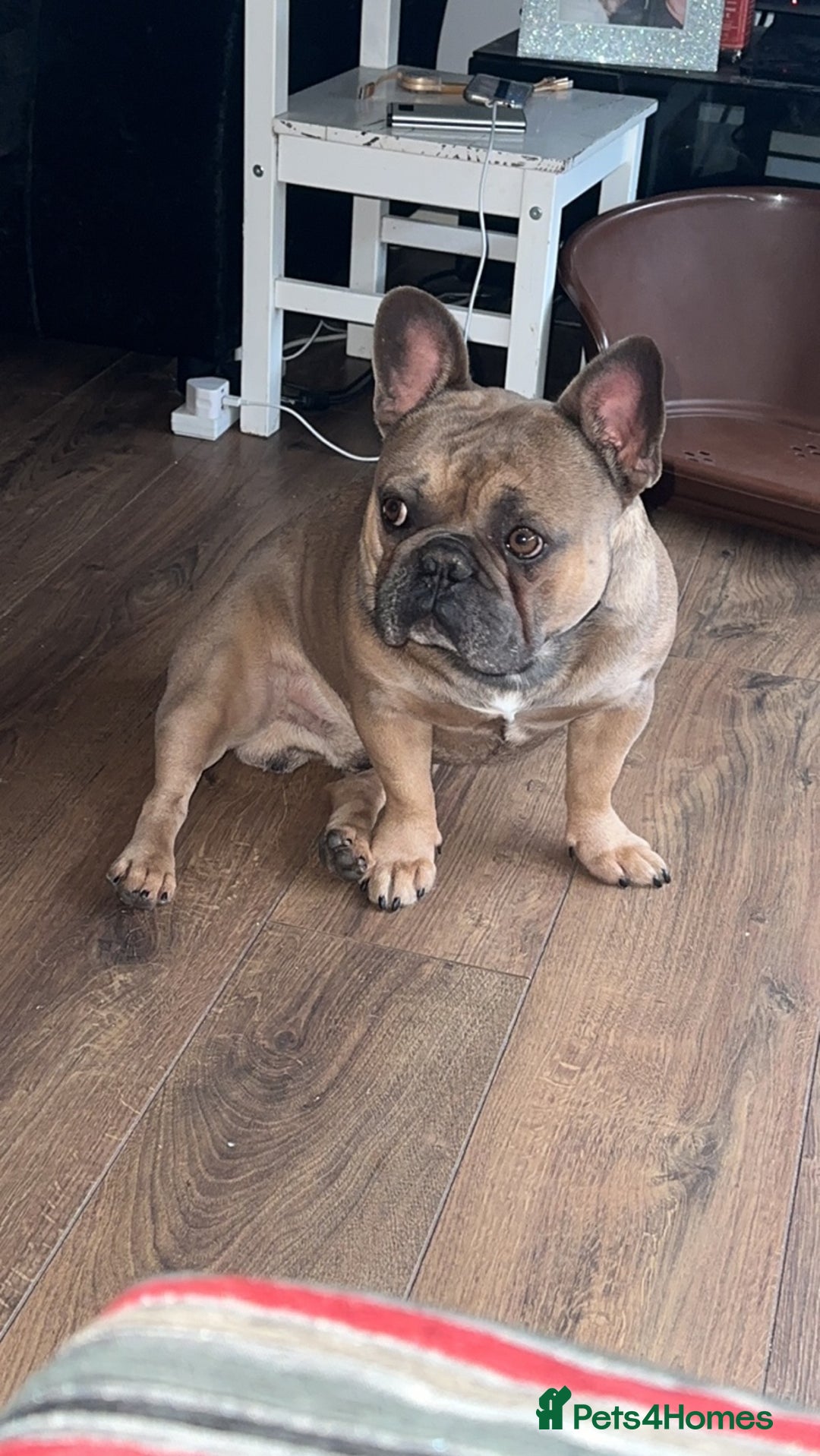 French Bulldog dogs for stud: Tan Male - Advert 4